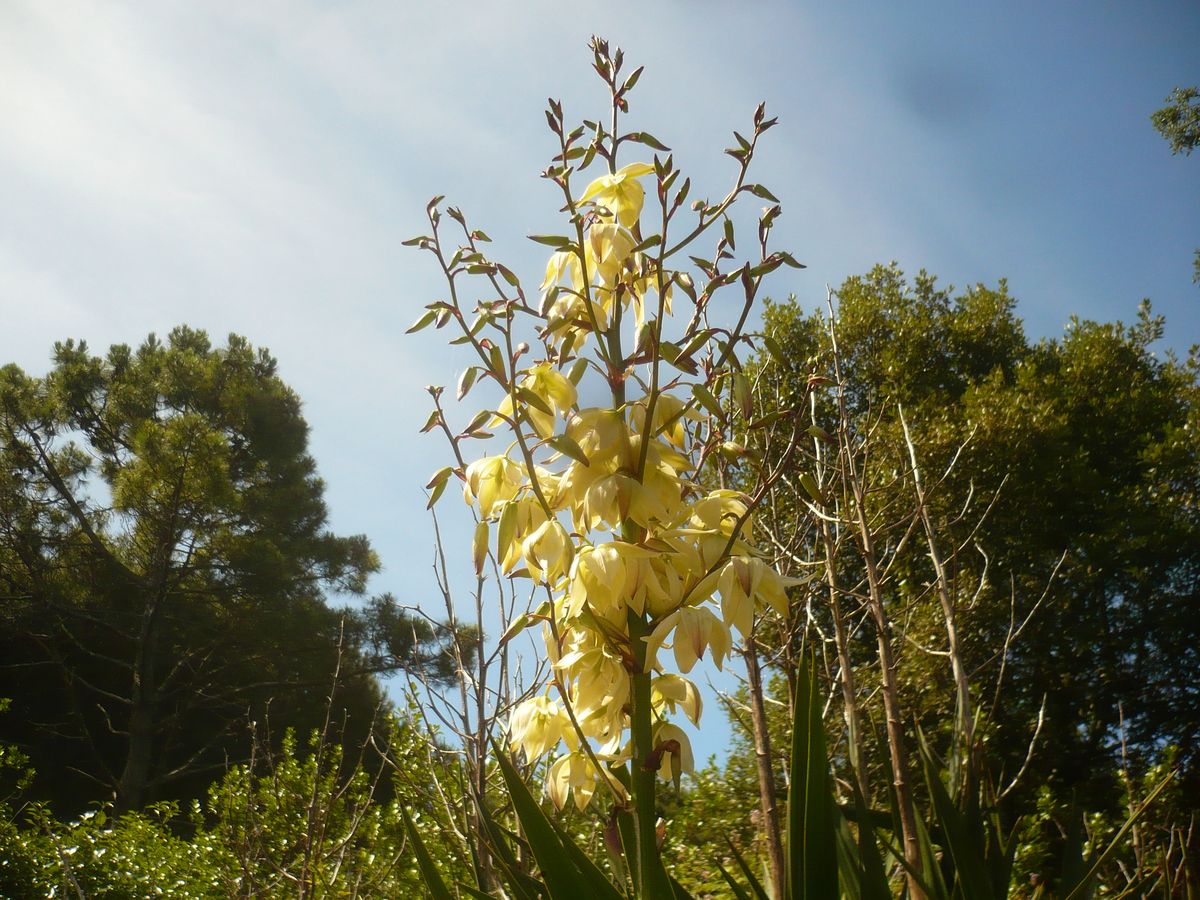 Yucca gloriosa (Asparagaceae)